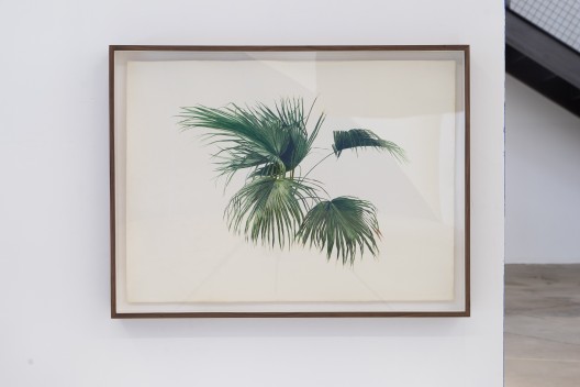 《无题（棕榈树 ）No. 2》，纸本水彩，76.5 x 56 cm，84 x 63.5 x 7 cm (带框)，2014 / Hu Yun, “Untitled (Palm No. 2)”, watercolor on paper, 76.5 x 56 cm, 2014